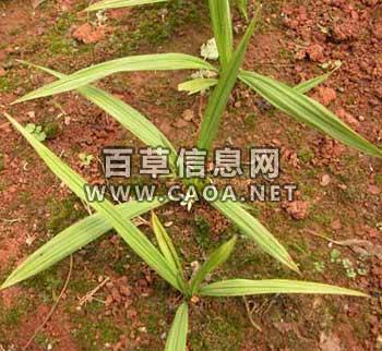 仙茅